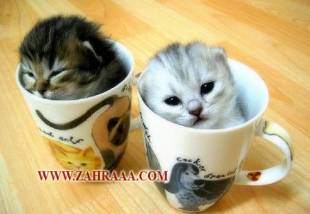 caf�     =    cat's